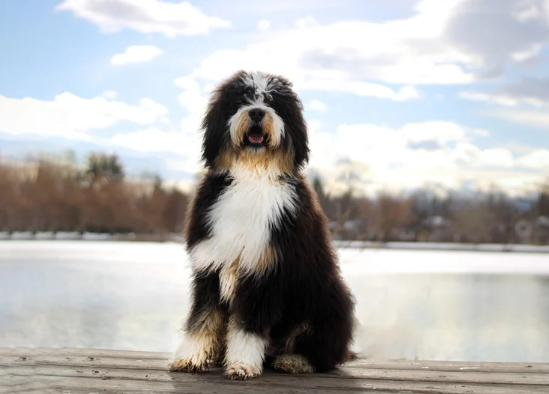 Exploring the Best Bernedoodle Breeding Programs for Healthy Puppies
